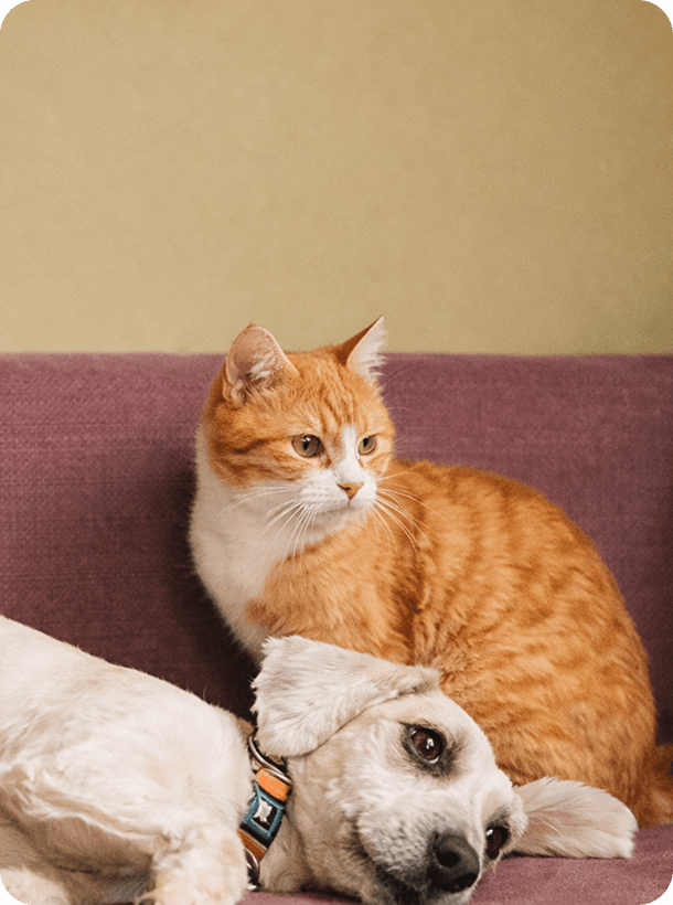Orange tabby cat resting comfortably on a cushion