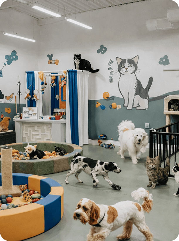 Small dogs socializing in a pet boarding playroom
