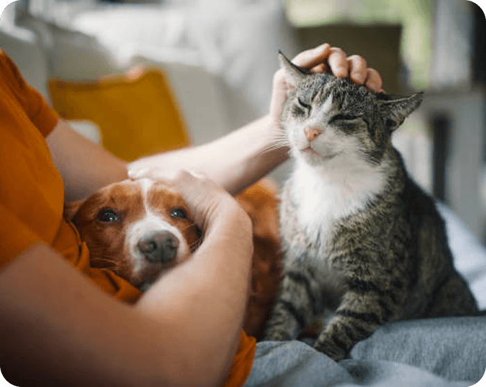 Dog and cat being cared for