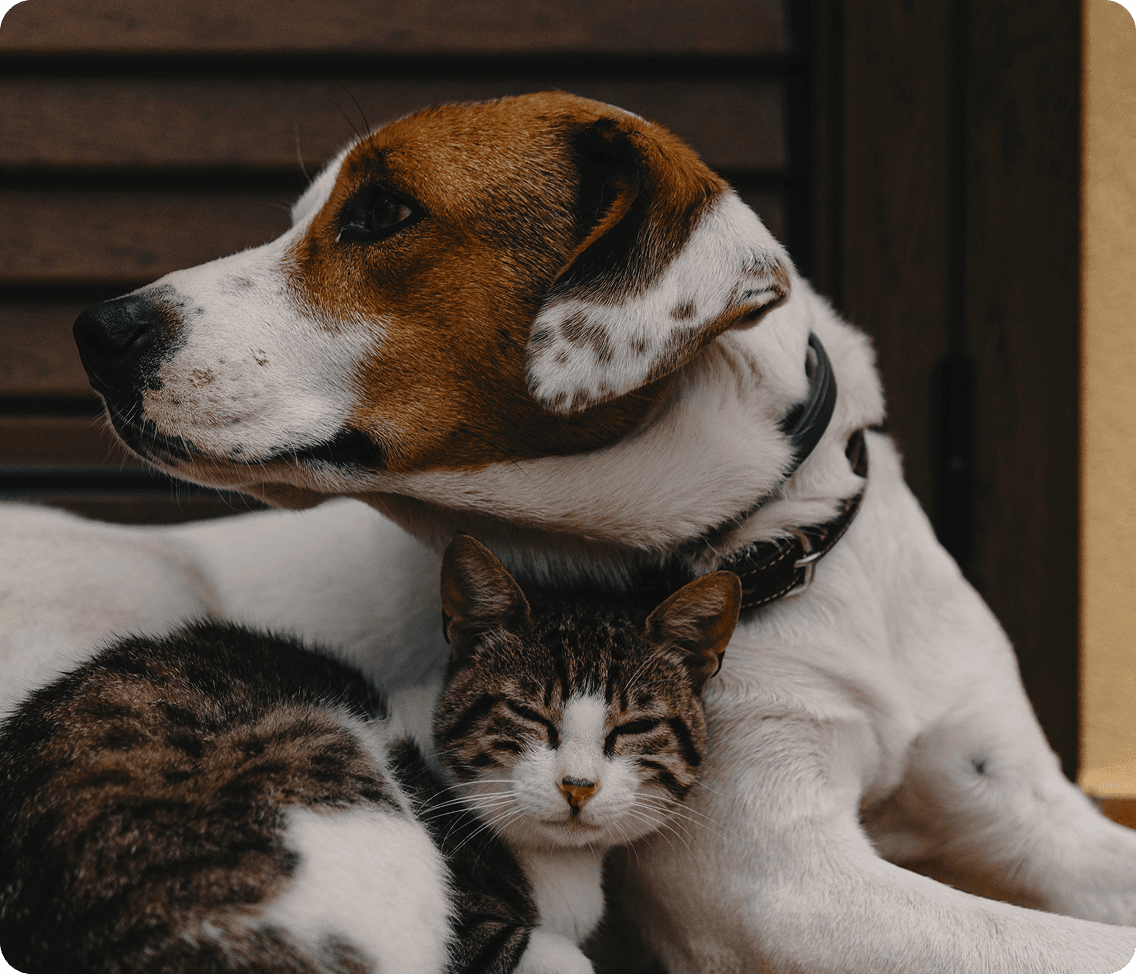 Dog and cat resting together peacefully